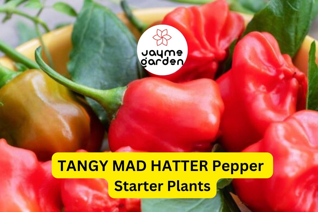 3 Tangy Mad Hatter Pepper Starter Plants - Sweet & Mild Heat - High Yield for Snacking, Cooking, Container Gardens