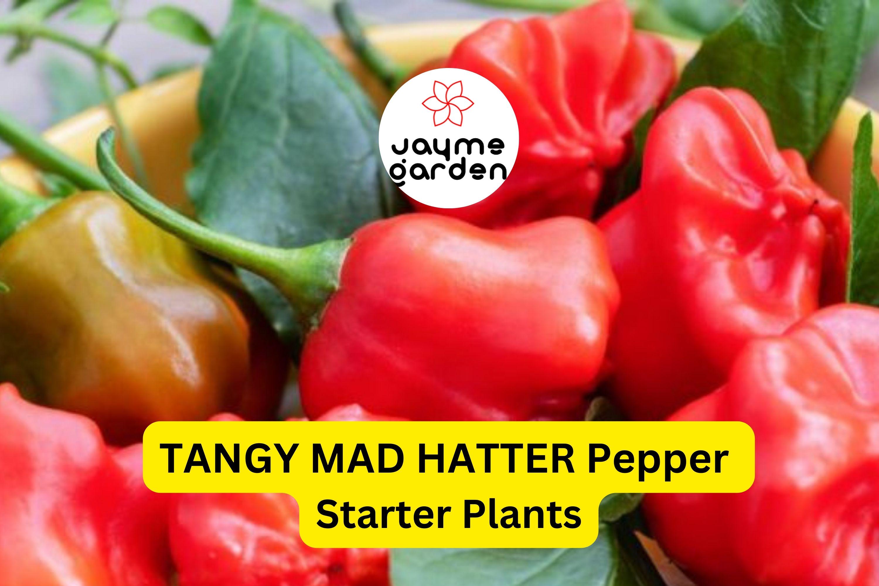 3 Tangy Mad Hatter Pepper Starter Plants - Sweet & Mild Heat - High Yield for Snacking, Cooking, Container Gardens