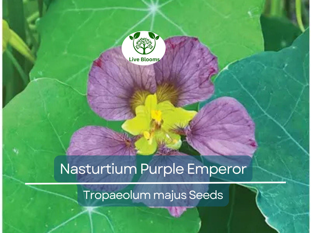 15 Seeds Nasturtium Purple Emperor, Heirloom Edible Flowers, Non-GMO, Tropaeolum majus, 18-24" Height, Purple Flowers, for Salads & Gardens