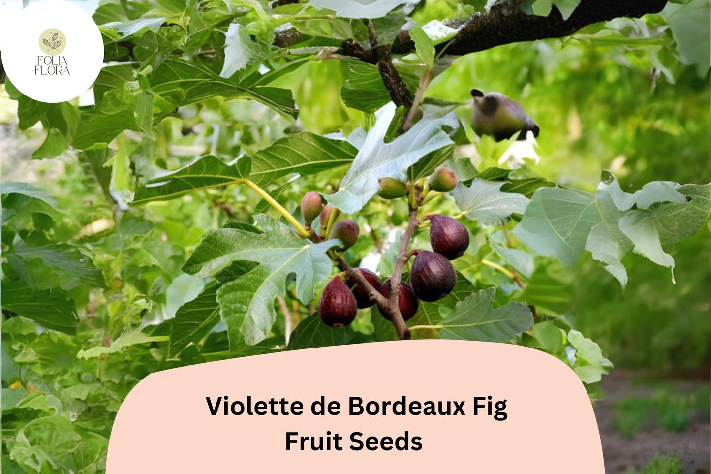 100+ Violette de Bordeaux Fig Seeds – Grow Ficus carica Sweet Dark Figs for Garden & Home