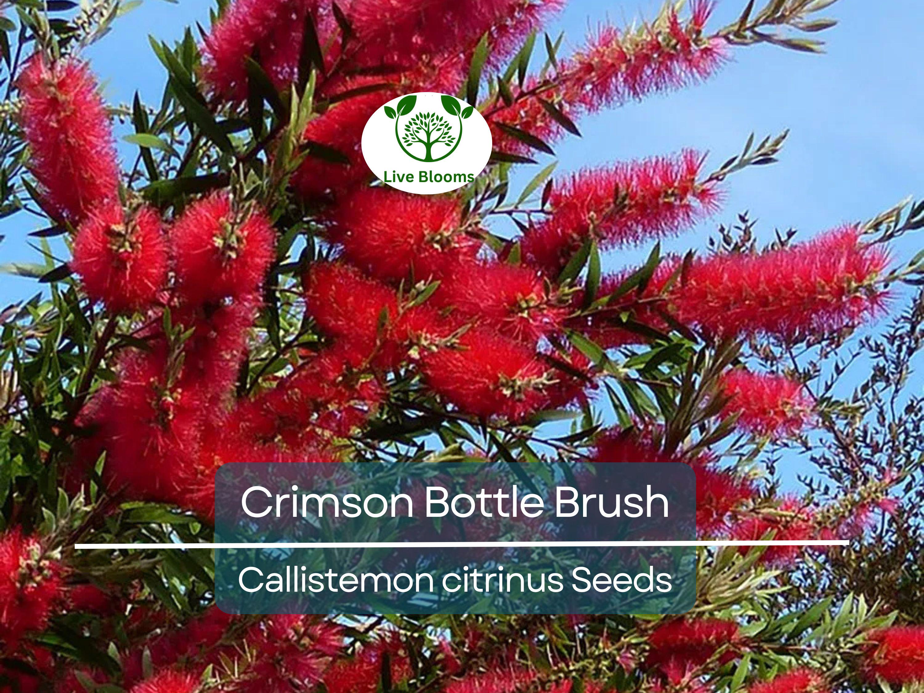 100 Crimson Bottle Brush Tree Seeds, Red Flowering Plant (Callistemon citrinus), Non-GMO, Hardy Garden Shrub, Easy to Grow