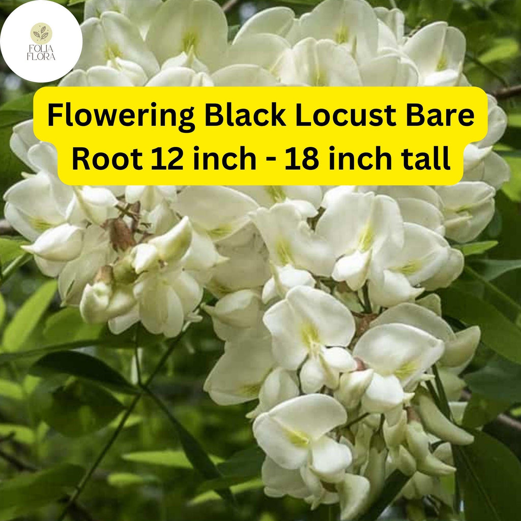 1 Flowering Black Locust Tree (Robinia pseudoacacia) Live Bare Root Plant 12 inch - 18 inch tall