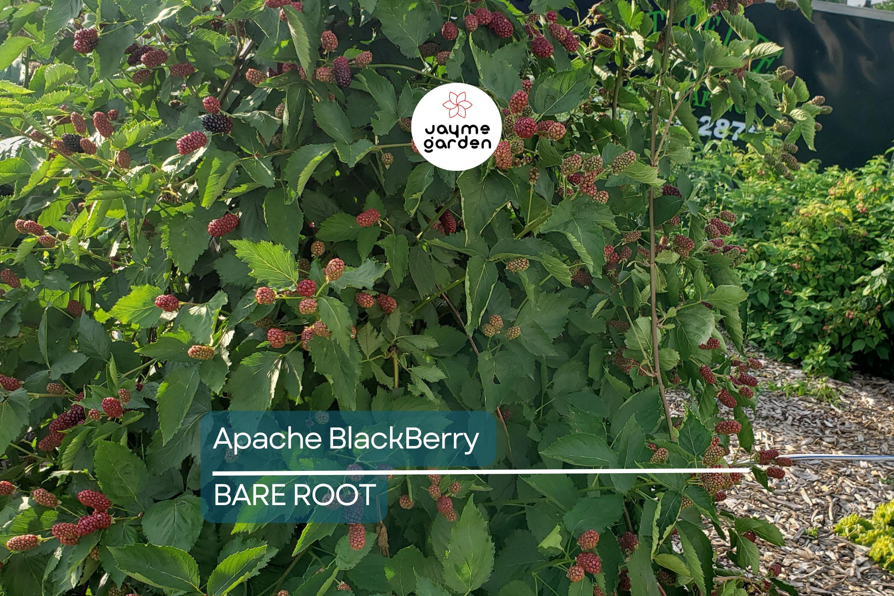 3 Apache Thornless Blackberry Plants - Bare Root, Rubus Fruit Bush, Easy to Grow, High-Yield, Sweet Berries