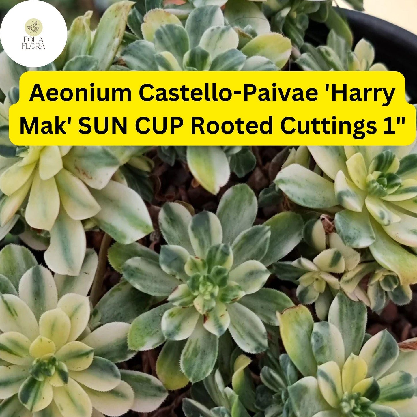 Aeonium castello-paivae ‘Harry Mak’ Sun Cup | 3 Rooted Cuttings 1" Live Succulent Plants | Variegated Rosettes