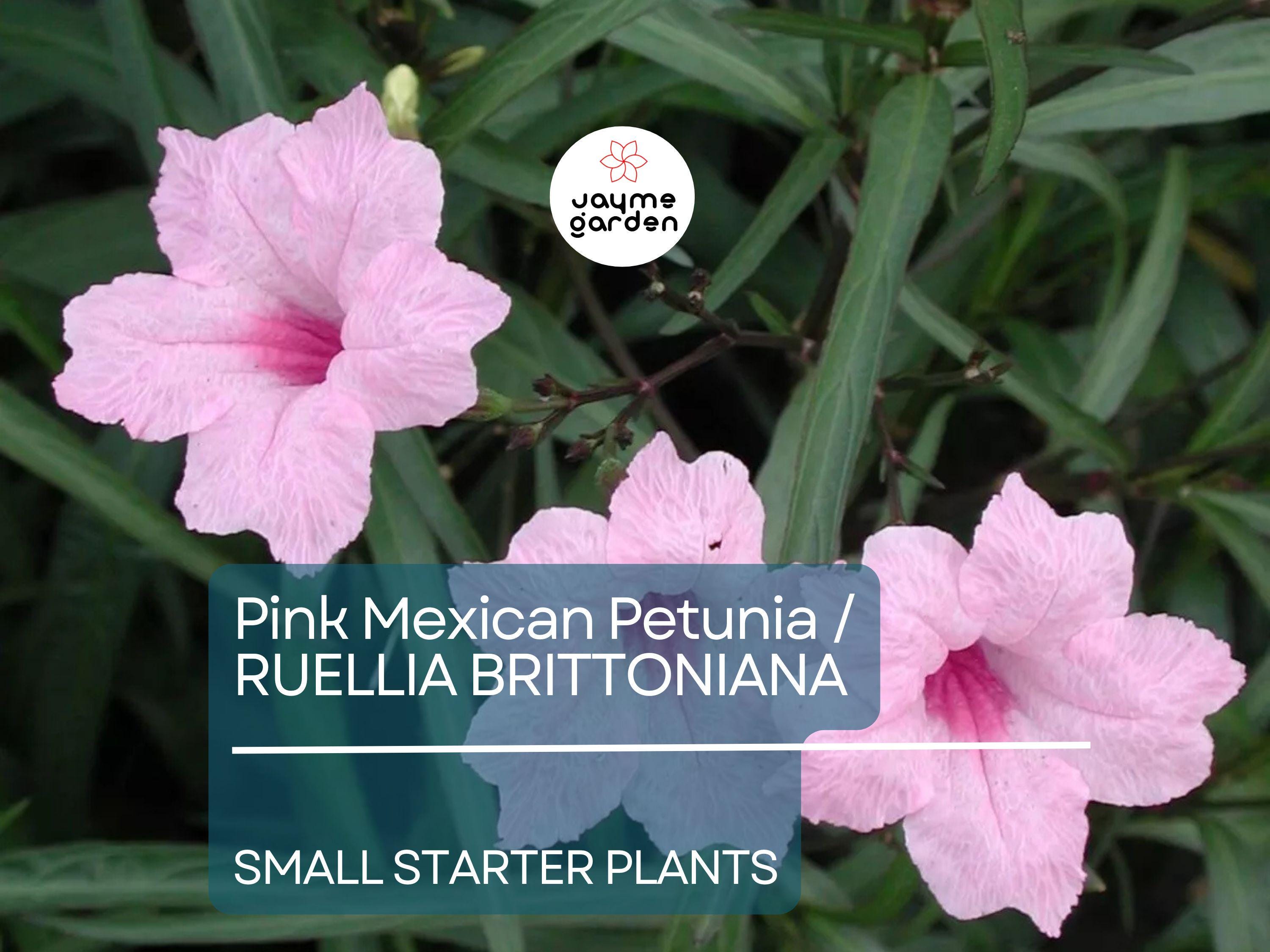 5 Small Starter Plants Pink Mexican Petunia (Ruellia brittoniana) - Tropical Perennials, Bare Root Live Plants, 3-5 Inches Tall