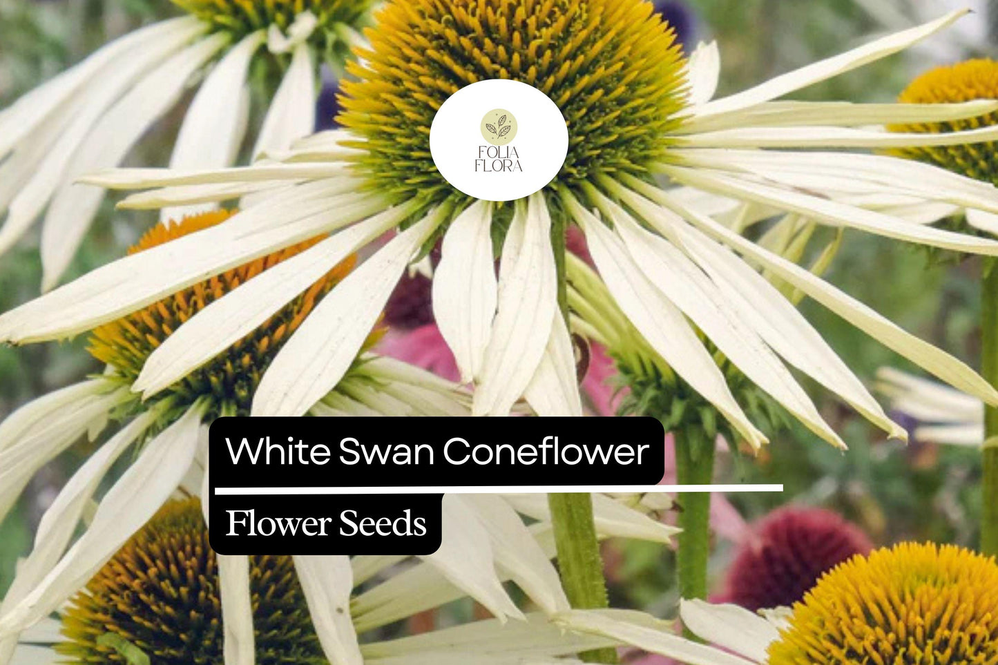 White Swan Coneflower Seeds (Echinacea purpurea 'White Swan') | 25-500 Seeds – Elegant White Blooms for Gardens