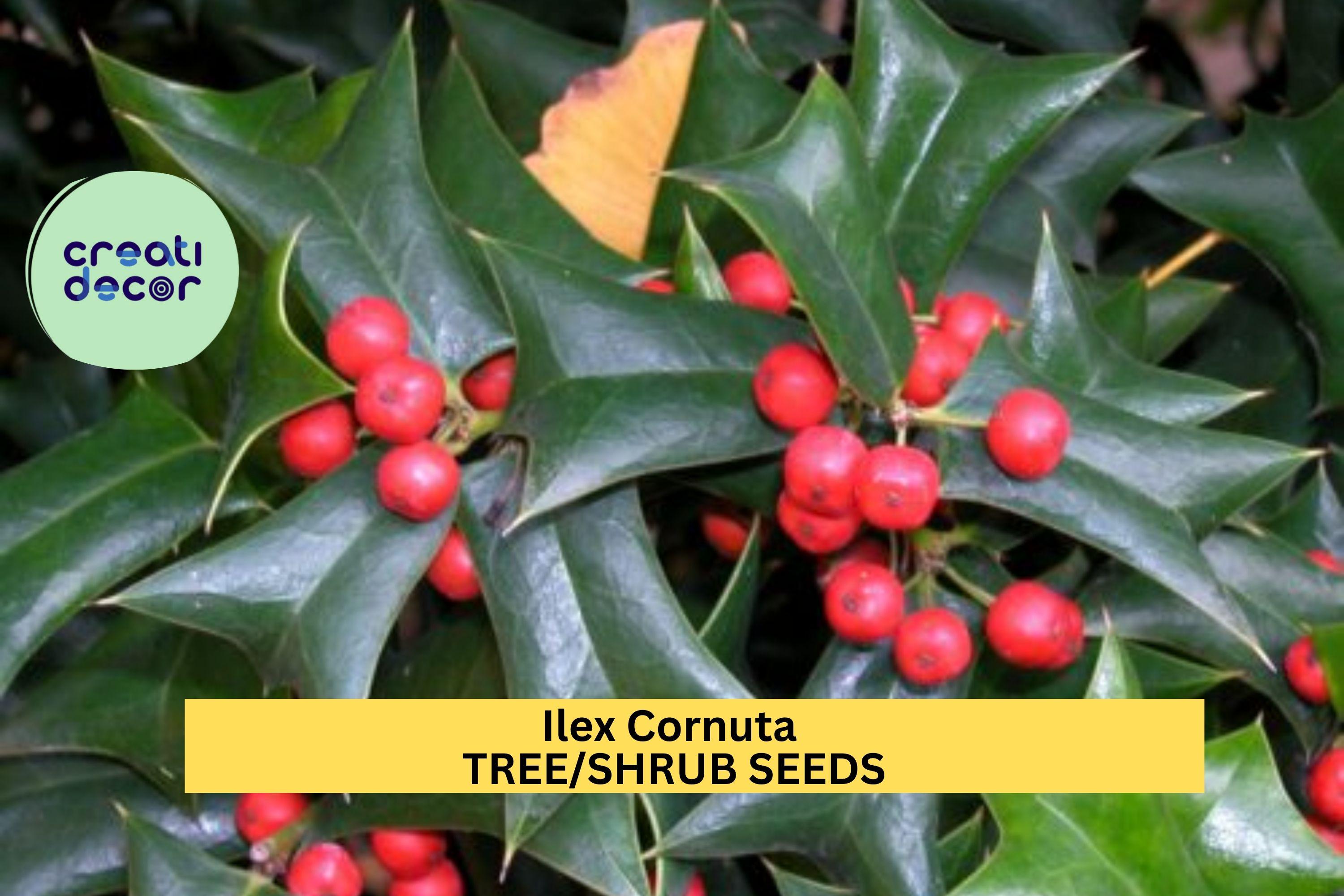 3pcs of 500mg Ilex cornuta Seeds – Chinese Holly Evergreen Shrub for Borders, Hedges, or Wildlife Landscaping Seeds for Planting