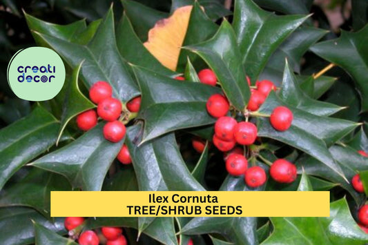 3pcs of 500mg Ilex cornuta Seeds – Chinese Holly Evergreen Shrub for Borders, Hedges, or Wildlife Landscaping Seeds for Planting