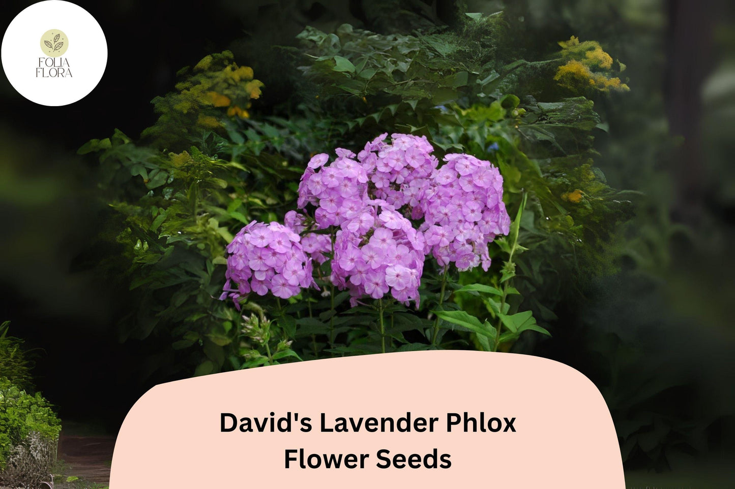 100+ David's Lavender Phlox Seeds – Fragrant Perennial Garden Flowers, Phlox paniculata