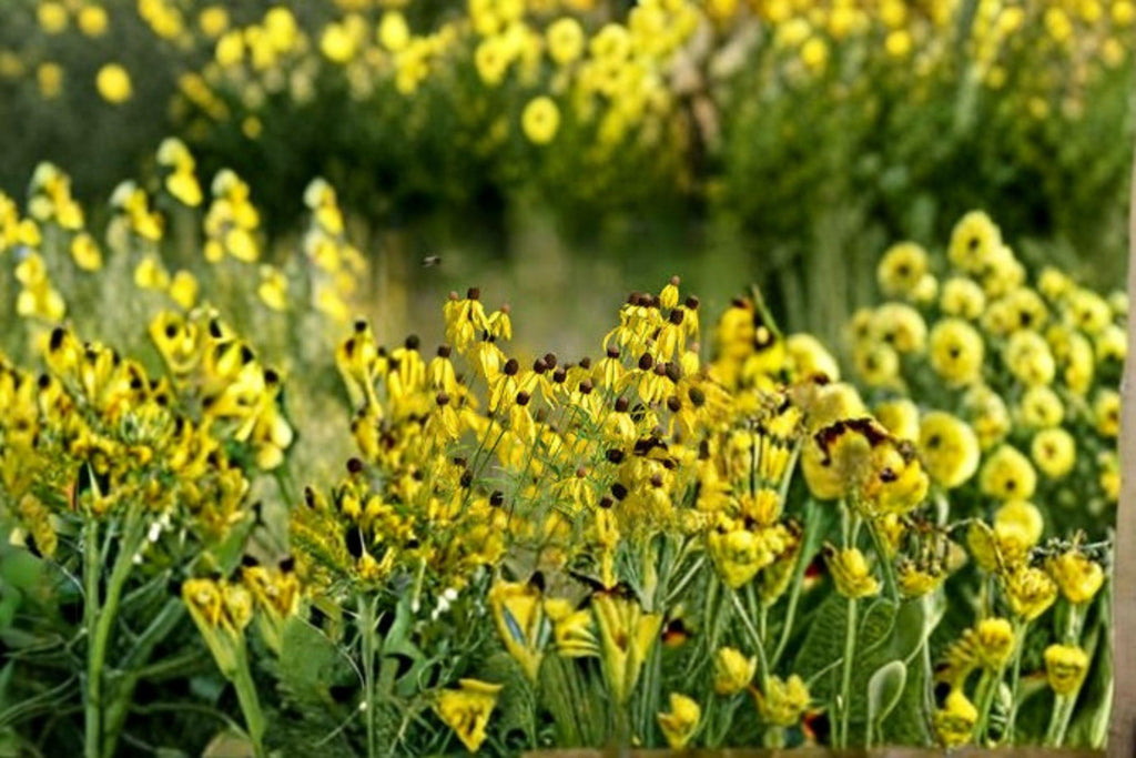 Prairie Coneflower 150 Seeds | Native Wildflower | Long-Blooming Prairie Plant | Pollinator Favorite