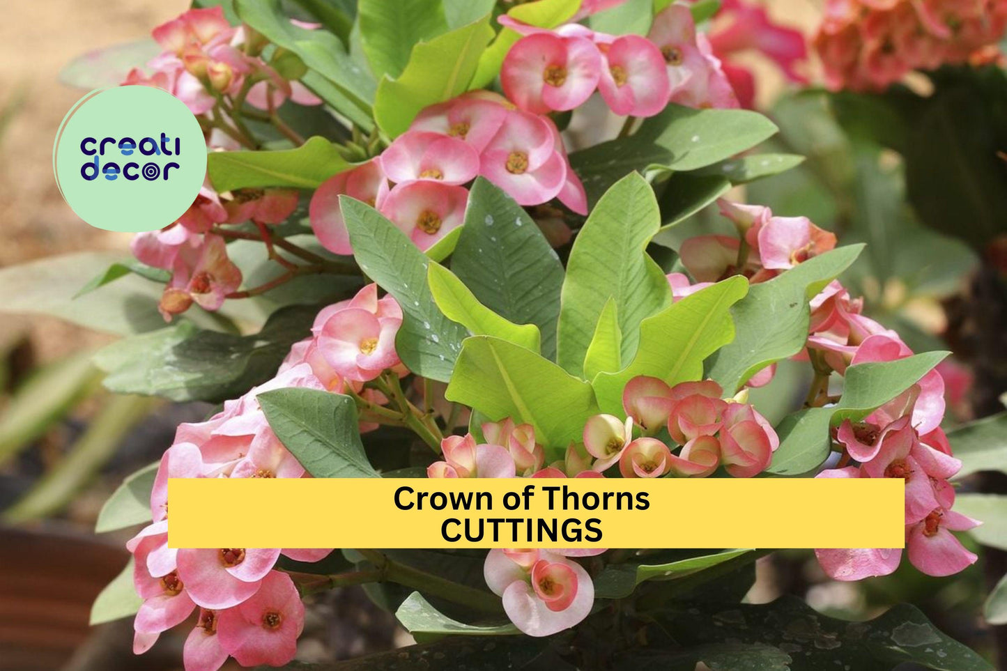 Crown of Thorns Cutting | Euphorbia Milii Succulent Starter | 1 Fresh Unrooted Piece | Colorful Drought Tolerant Plant