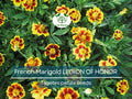 200 Seeds French Marigold LEGION Of HONOR Dwarf, Non-GMO, Beneficial Flowers, Tagetes patula, Garden Annual, Easy to Grow