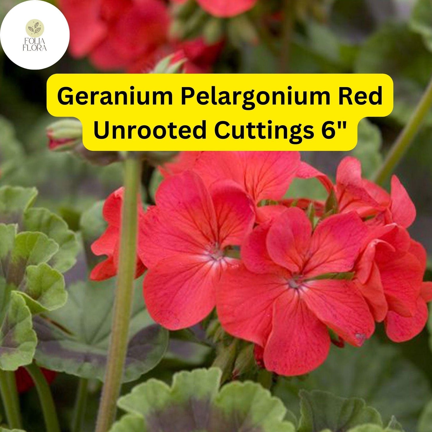 Geranium Pelargonium ‘Red’ | 3 Live 6” Unrooted Cuttings | Bright Red Blooms, Easy-Care Flowering Plant, Drought-Tolerant