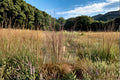 Andropogon virginicus – Broomsedge Grass Seeds | 100 Seeds | Native Ornamental Prairie | Drought Tolerant