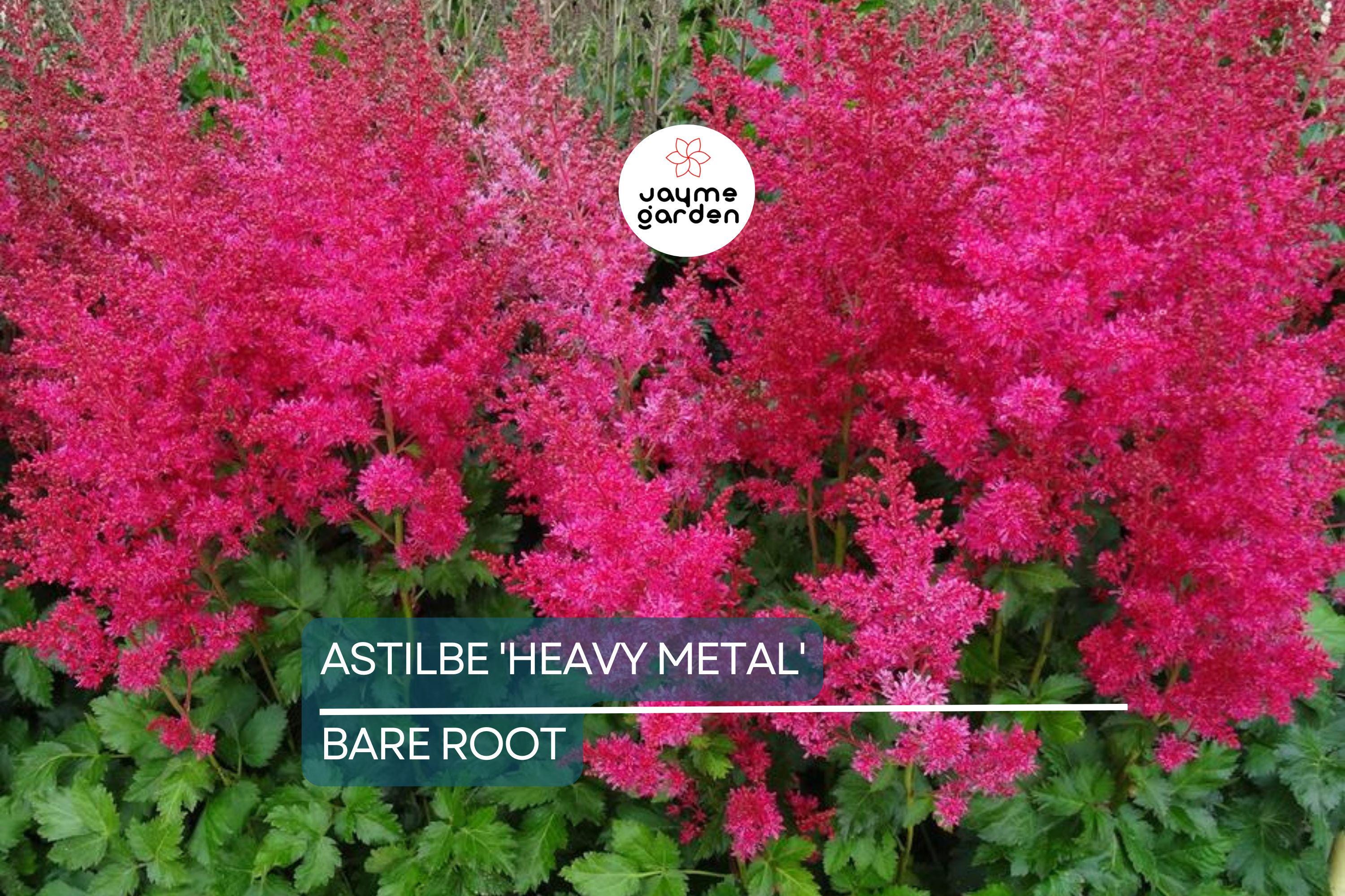Astilbe 'Heavy Metal' Bare Root Plant | Ruby Red Blooms | Shade-Loving Perennial | 2-3 Eye Healthy Roots | Deer & Rabbit Resistant