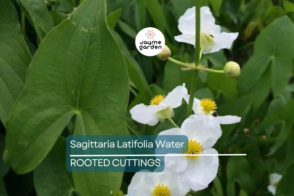 5 Aquatic Broadleaf Arrowhead Roots (Sagittaria Latifolia) Water Garden Plants