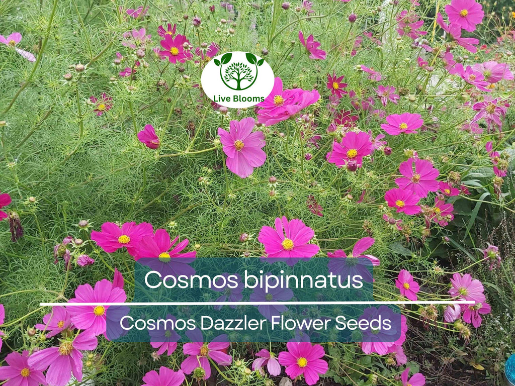 1 Gram Seeds Cosmos Dazzler for Planting | Cosmos bipinnatus Vibrant Pink Blooms for Gardens, Pollinator Habitats & Decorative Landscaping