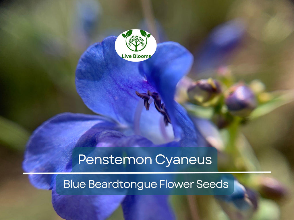 100 mg Seeds Penstemon Cyaneus (Blue Beardtongue) for Planting | Stunning Perennial Wildflower for Pollinator Gardens & Landscapes