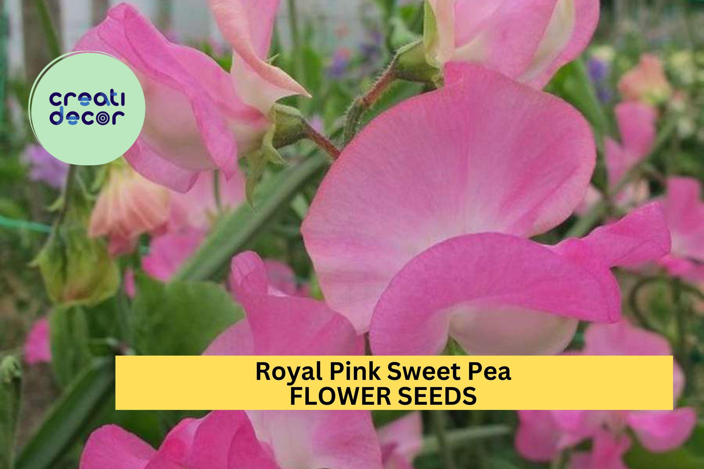 50+ Royal Pink Sweet Pea Seeds – Fragrant Bright Pink Blooms for Garden Planting, Climbing Vines for Trellises & Bouquets – USA