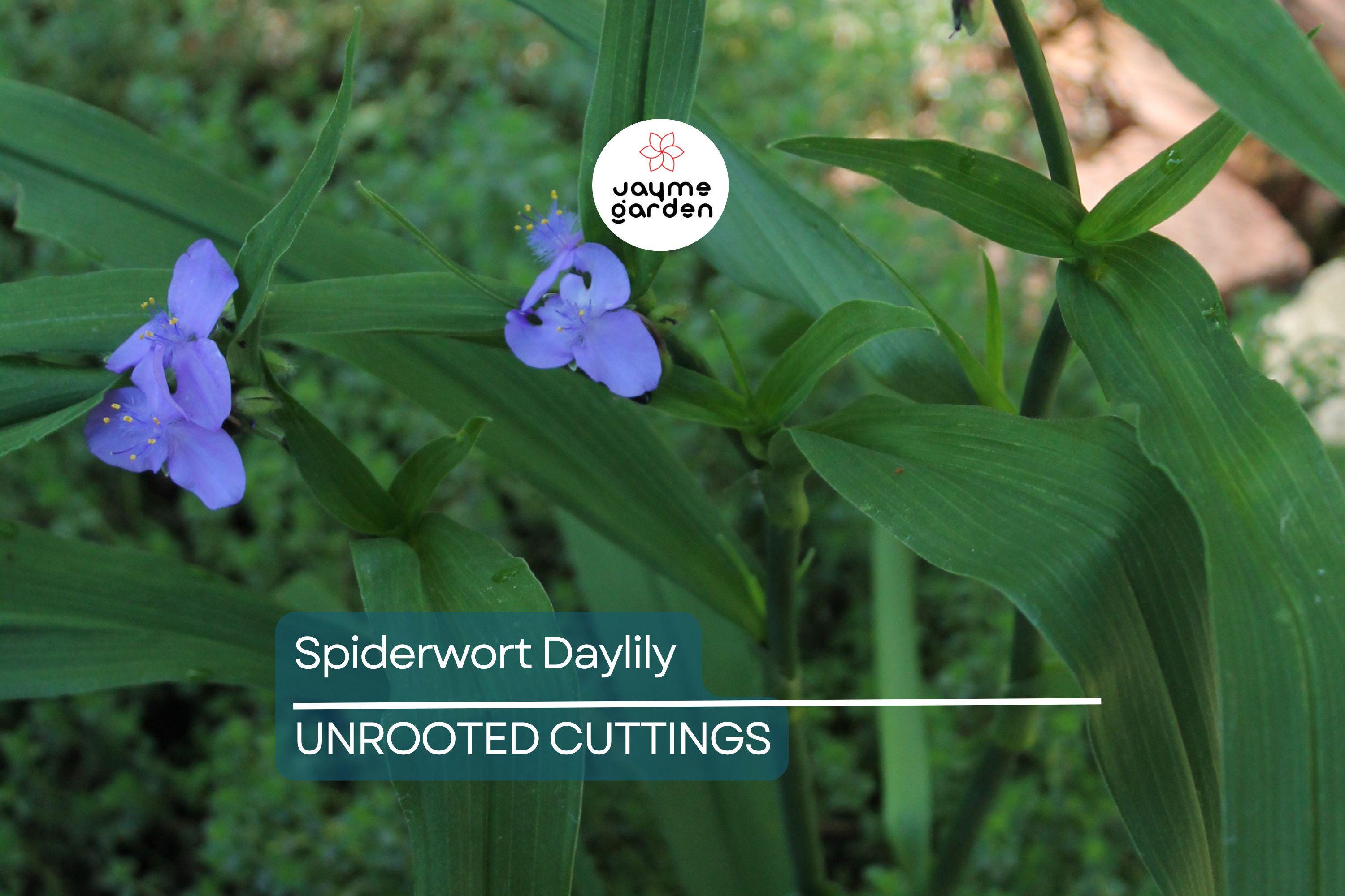 15 Spiderwort Day Lily Cuttings - Wandering Jew Blue - Fresh Cutting, Easy to Care Houseplant