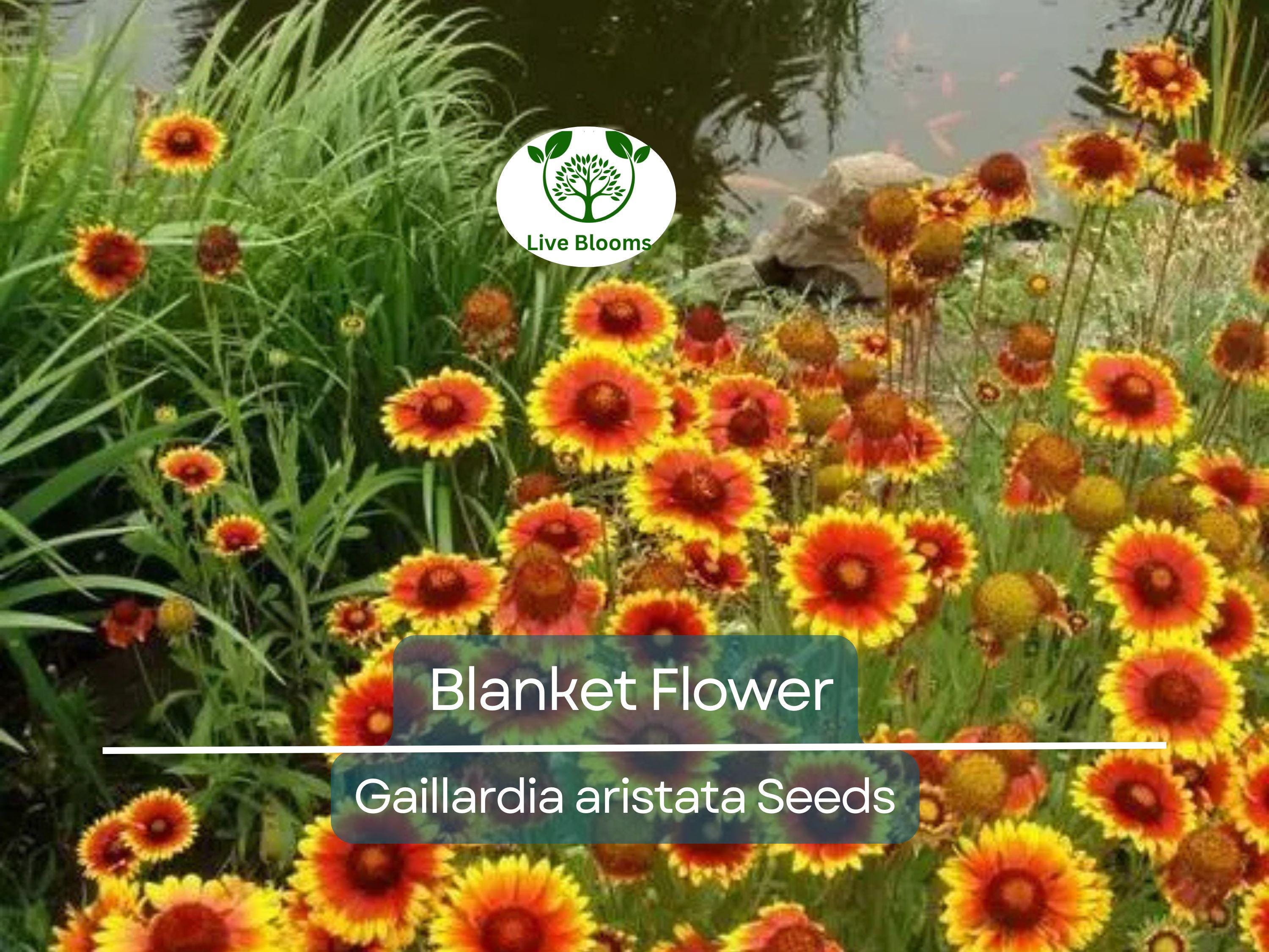 200 Seeds Blanket Flower Gaillardia, Perennial Wildflower, Native Flower, Non-GMO, Gaillardia aristata, Drought Tolerant, Vibrant Blooms