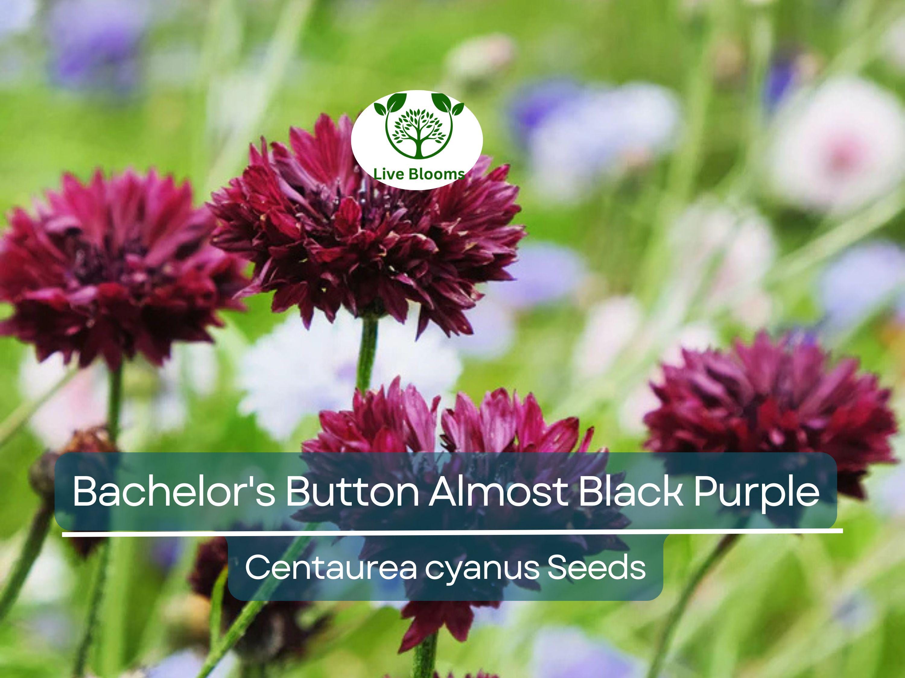 200 Seeds Cornflower Bachelor's Button ALMOST BLACK Purple - Centaurea Cyanus Non-GMO, Spring Plant, Unique Dark Purple Flowers, Garden Seed