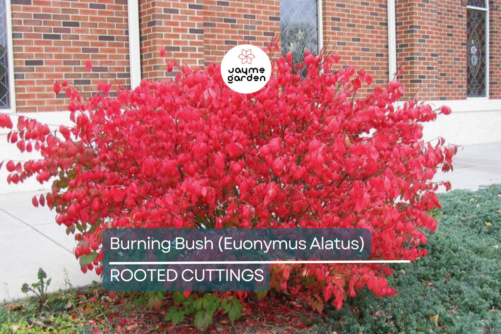 Live Burning Bush Plant | Euonymus Alatus | 1-2 Yr Old Shrub | Strong Roots | Stunning Fall Color | Hardy Landscaping Plant