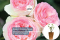 Eden Climbing Rose – 1.5 Gal Pot | Fragrant Pink Blooms | 12' Tall, Own Root, Hardy Zones 5-9 | Award-Winning & Disease Resistant
