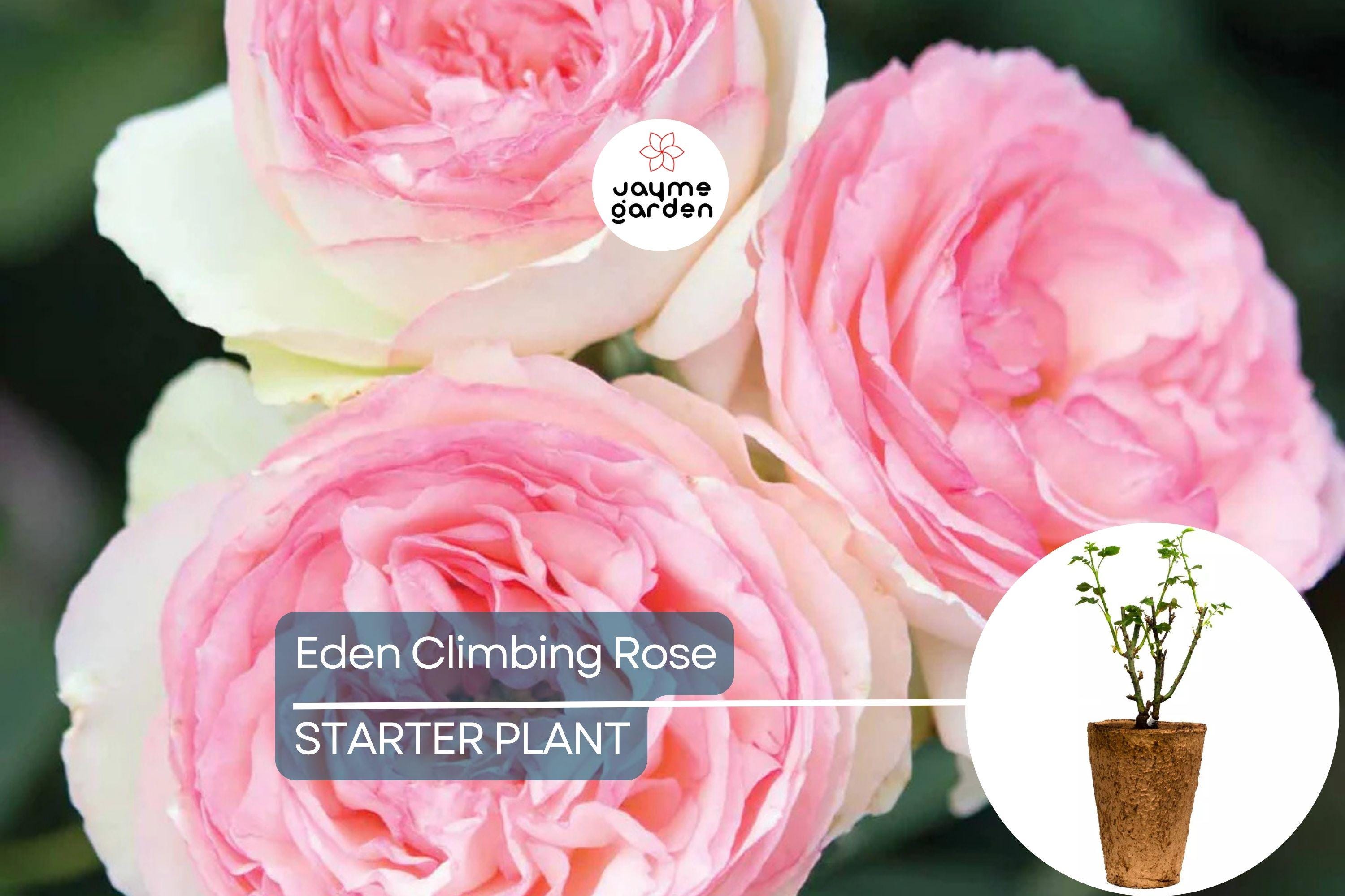 Eden Climbing Rose – 1.5 Gal Pot | Fragrant Pink Blooms | 12' Tall, Own Root, Hardy Zones 5-9 | Award-Winning & Disease Resistant