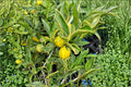 Hong Kong Kumquat 5 Seeds (Fortunella hindsii) Kumquat Citrus Seeds