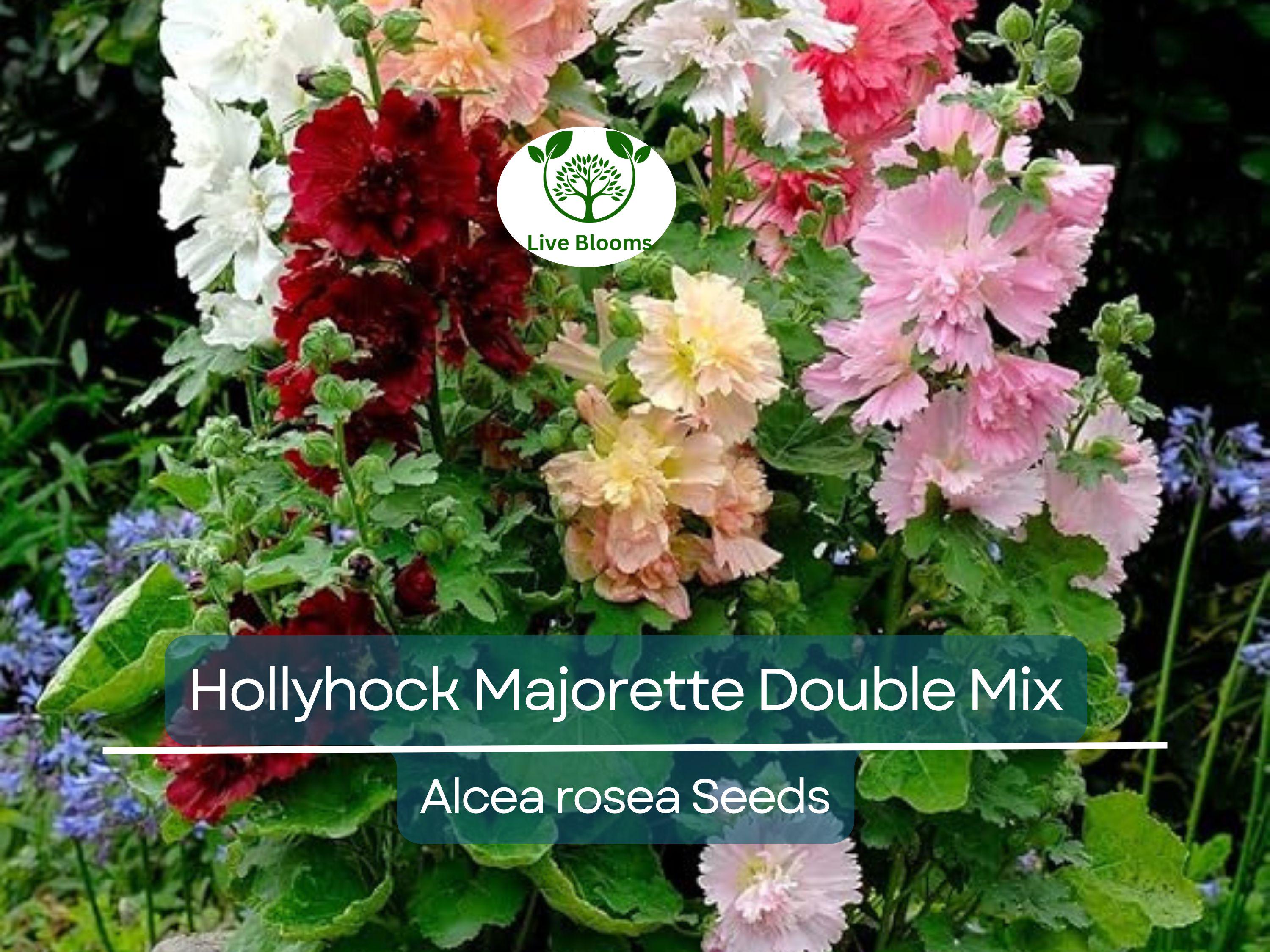 50 Seeds Hollyhock Majorette Double Mix - Dwarf Biennial, Non-GMO, Pollinator-Friendly, Vibrant Double Blooms, for Gardens (Alcea rosea)
