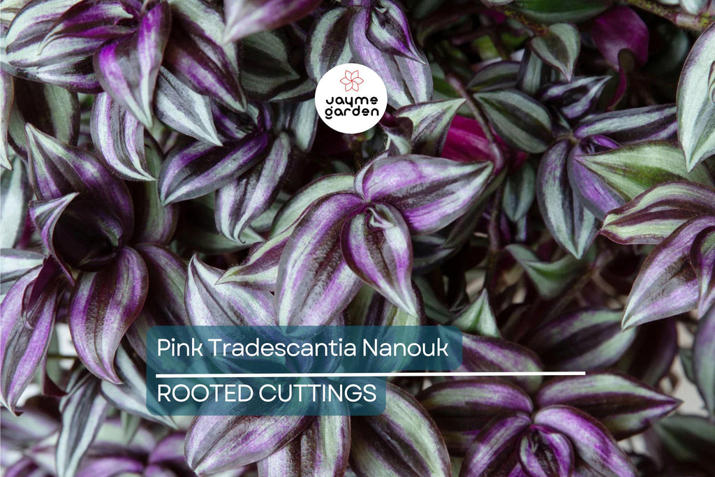 12 Fully Rooted Wandering Jew Cuttings | Tradescantia Zebrina | Healthy, Vibrant & Guaranteed to Grow | Indoor/Outdoor Houseplants