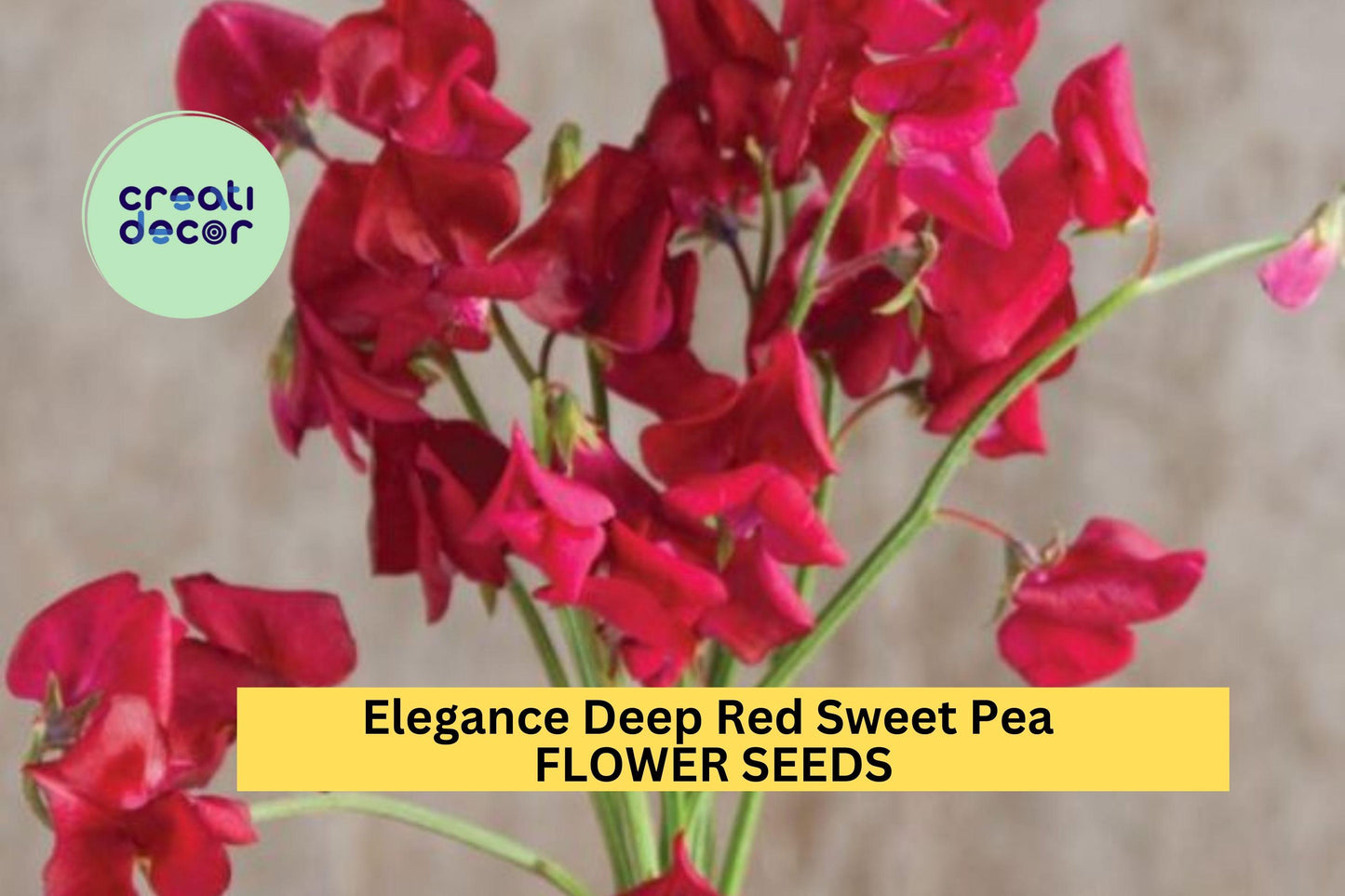 50+ Elegance Deep Red Sweet Pea Seeds – Rich Crimson Fragrant Blooms for Garden Planting, Climbing Vines for Trellises – USA