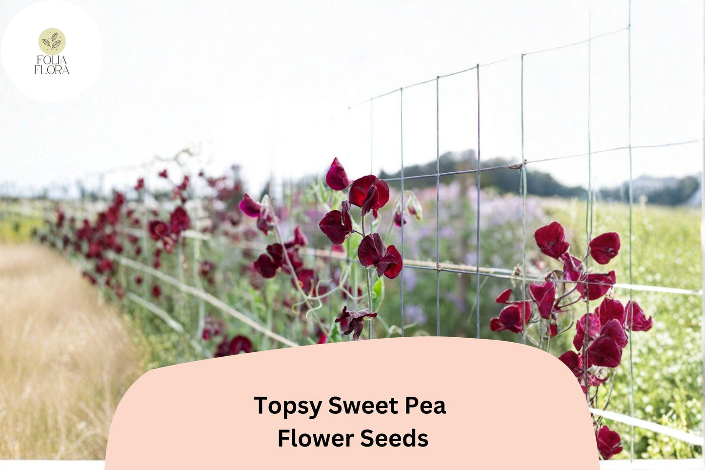 Topsy Sweet Pea Seeds | Lathyrus odoratus Climbing Vine (50+ Seeds) for Garden Planting