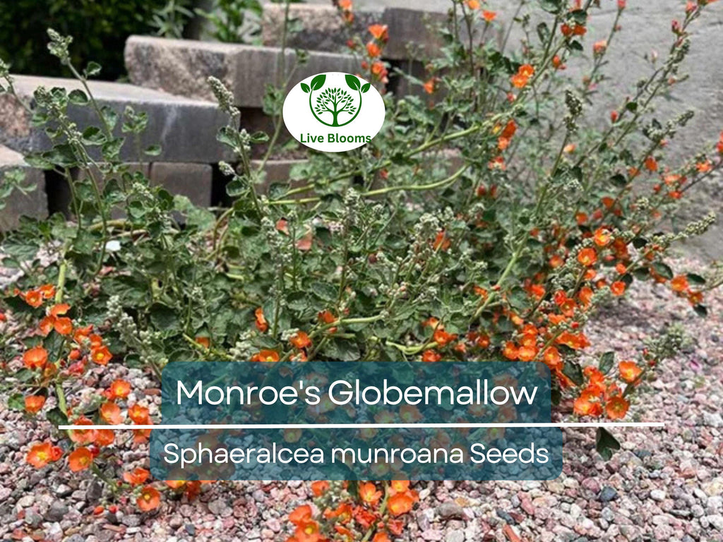80 Monroe's Globemallow Seeds (Sphaeralcea munroana) | Drought-Tolerant Flowering Shrub, Hardy Flower Bush, Vibrant Orange Blooms Gardens