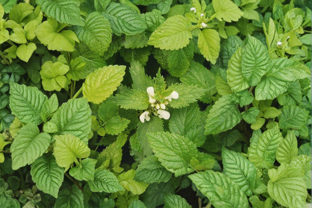 Lemon Balm Seeds – Melissa officinalis | 100 Seeds | Aromatic Medicinal Herb for Tea & Herbal Gardens