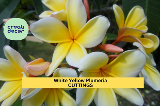 1 White Yellow Plumeria Cutting | Florida Grown Frangipani | 10" Unrooted Tropical Starter | Sweet-Scented Flower Tree