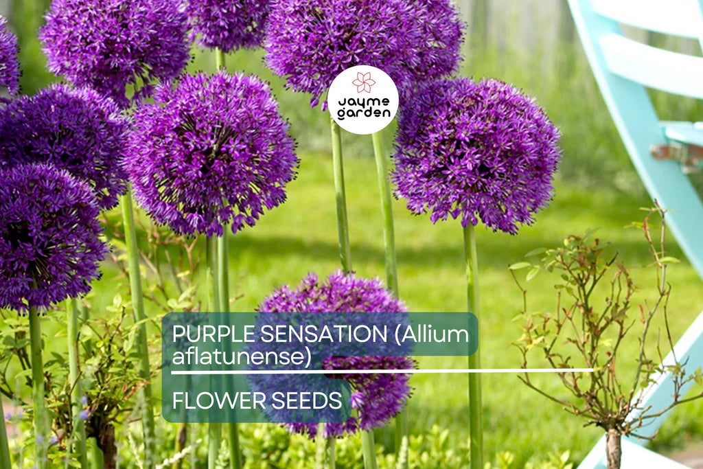 10 Purple Sensation (Allium aflatunense) Seeds – 24-36" Tall, Large 4-6" Flowers, Butterfly Magnet