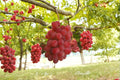 Kaiji Grape 1 Plant 1-2 ft (Vitis vinifera Kaiji) Live Grape Vine