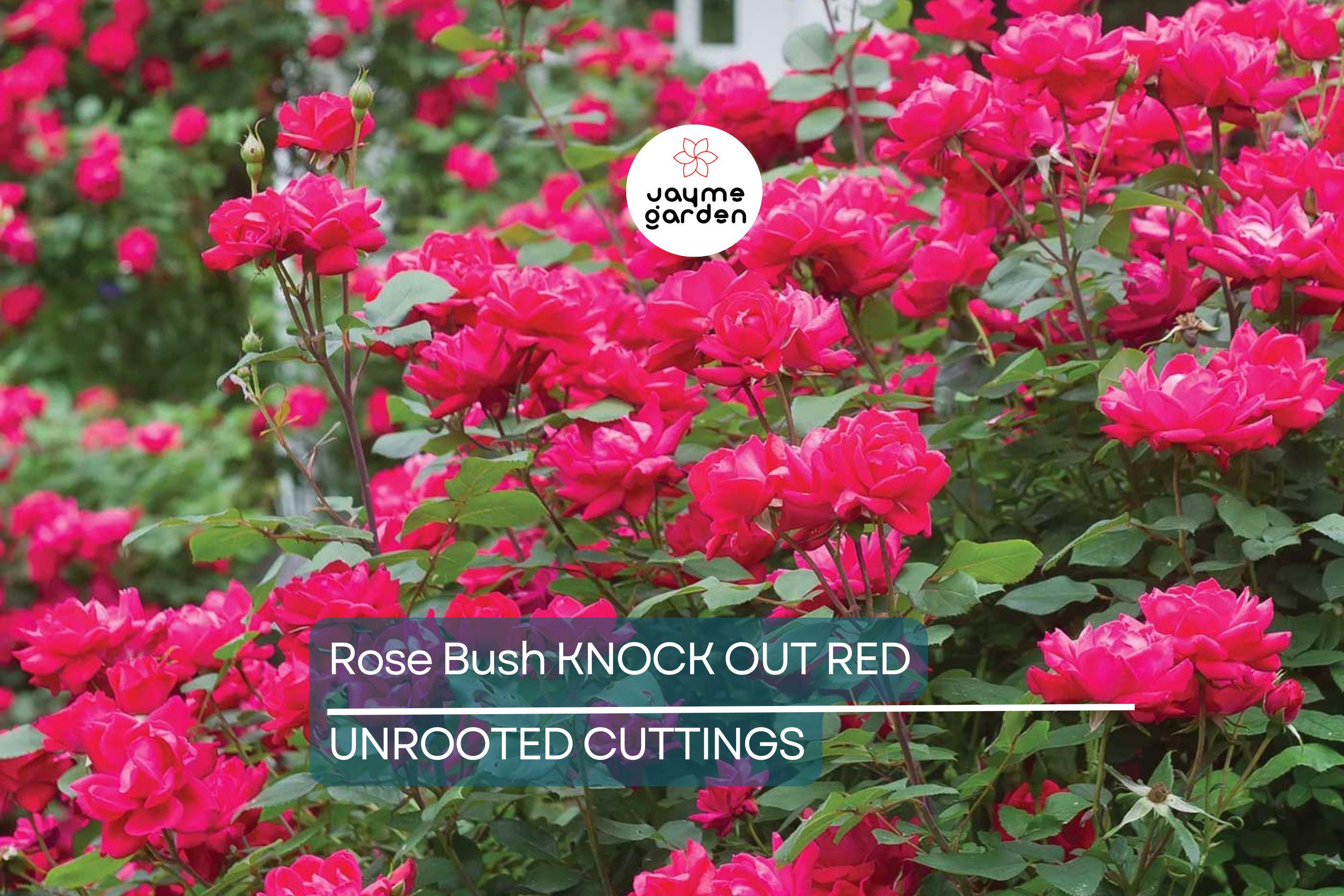 Knock Out Red Rose Bush Cuttings - 6" Unrooted Live Plant, Fast-Growing, Flowering Shrub for Outdoor Gardens, USDA Zones 5-9