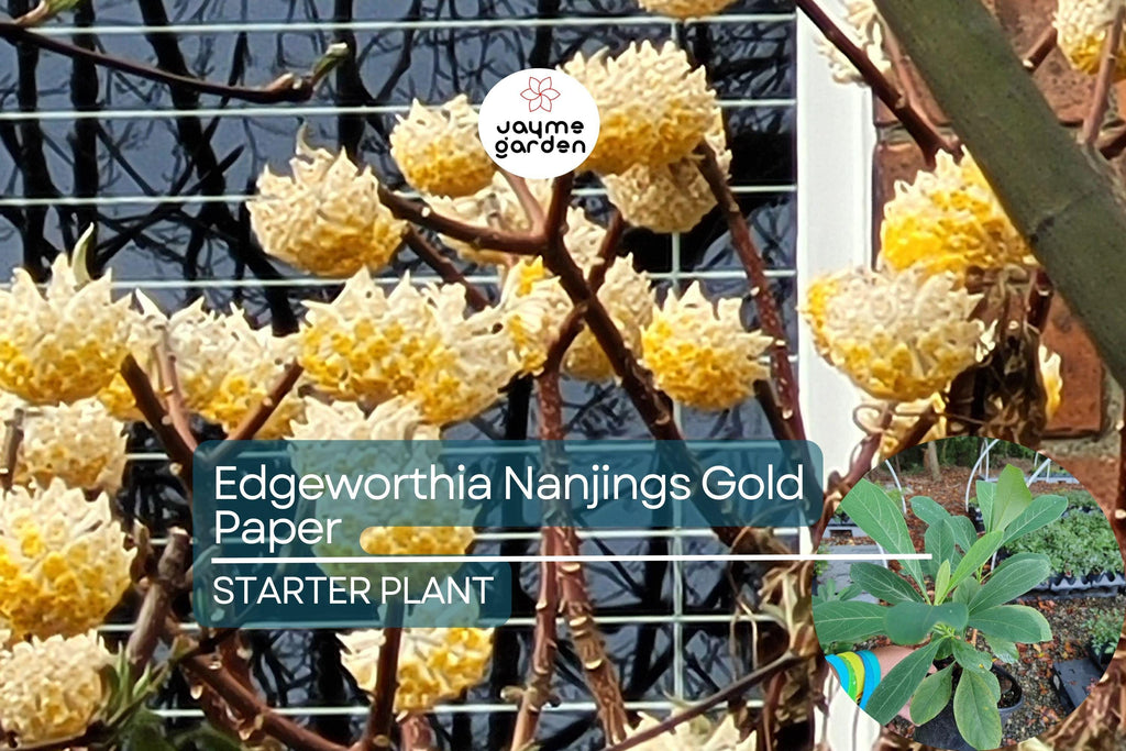 Edgeworthia Winter Gold / Snow Cream Paper Bush | Live Starter Plant | Fragrant Yellow Blooms | Shade Garden Shrub | Zones 7-9
