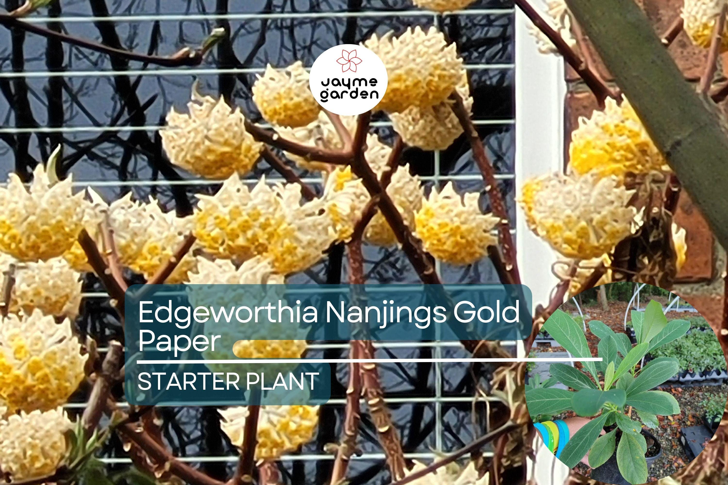 Edgeworthia Winter Gold / Snow Cream Paper Bush | Live Starter Plant | Fragrant Yellow Blooms | Shade Garden Shrub | Zones 7-9