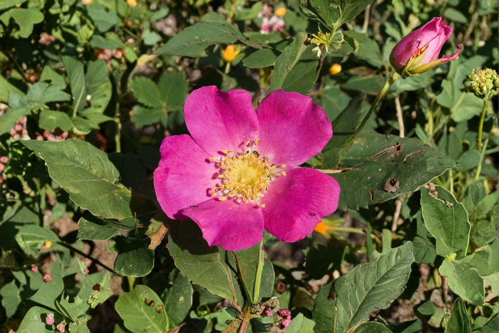 Common Wild Rose Seeds – Rosa woodsii | 25 Seeds | Native Mountain & Prairie Flower