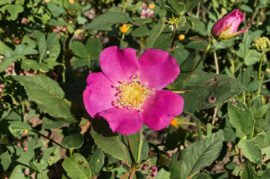 Common Wild Rose Seeds – Rosa woodsii | 25 Seeds | Native Mountain & Prairie Flower