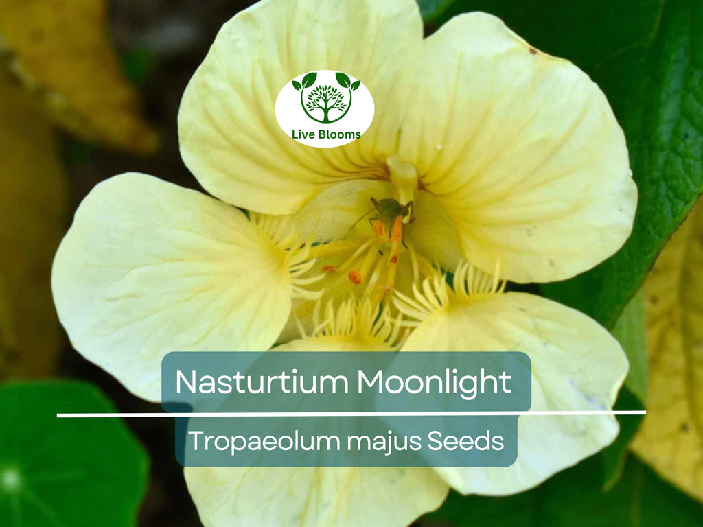 10 Nasturtium Moonlight Seeds, Creamy White Edible Flowers, Heirloom, Non-GMO, Beautiful Garden & Salad Flowers, Organic Healthy