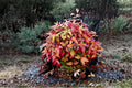 Nandina 2 Live Plants (Nandina domestica) Heavenly Bamboo Evergreen Shrub