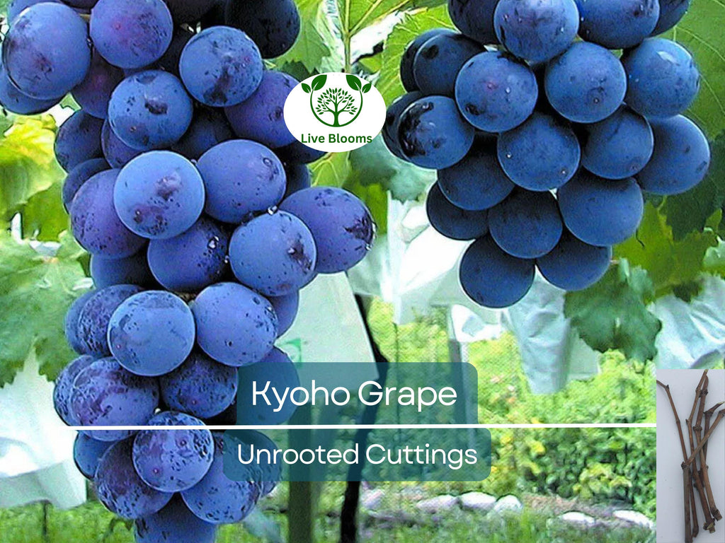 5 Japanese Kyoho Grape Unrooted Cuttings, Vitis labrusca, Sweet Purple Grapes, Easy to Root, Grape Vine Propagation, Rare Fruit Cuttings