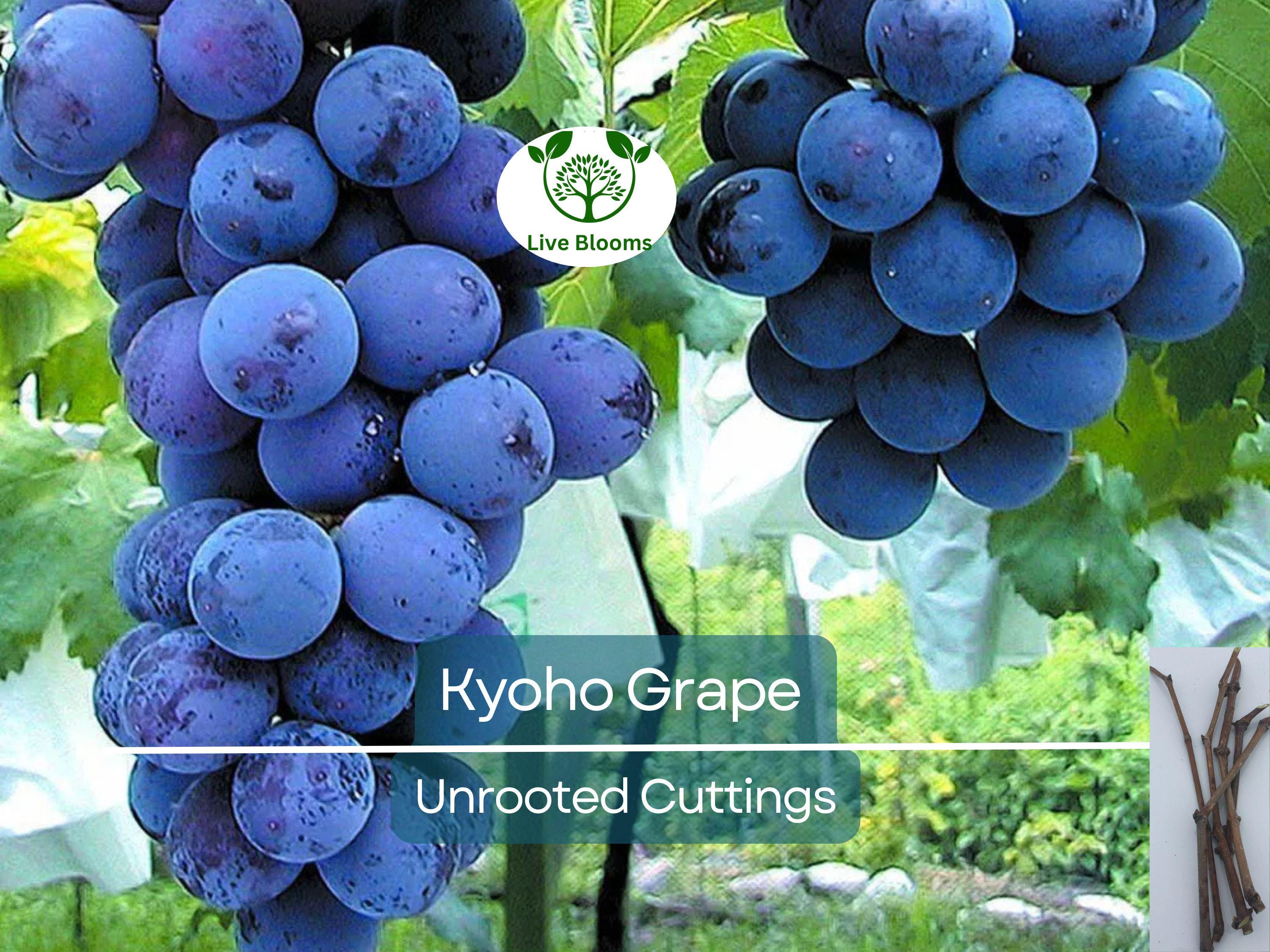 5 Japanese Kyoho Grape Unrooted Cuttings, Vitis labrusca, Sweet Purple Grapes, Easy to Root, Grape Vine Propagation, Rare Fruit Cuttings