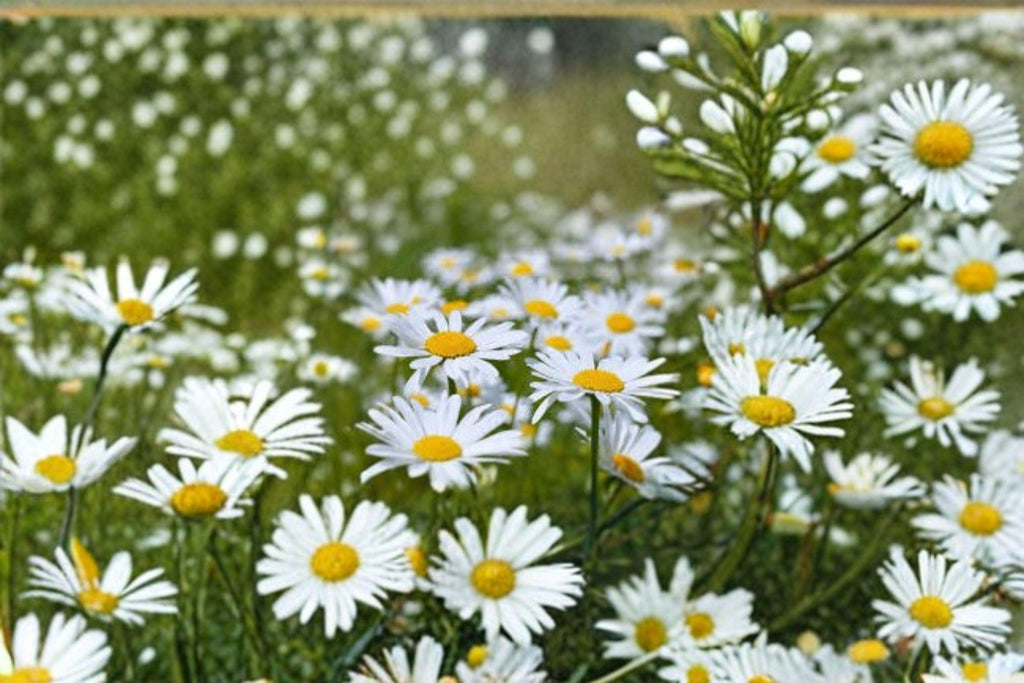 Oxeye Daisy – Leucanthemum vulgare Seeds | 100 Seeds | Classic White Wildflower | Hardy Perennial