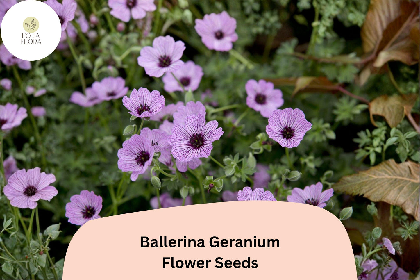 25+ Ballerina Geranium Seeds | Purple Hardy Cranesbill | Perennial Ground Cover Flower for Garden Beds